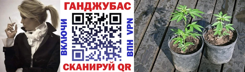 omg вход  Зарайск  Шишки марихуана конопля 